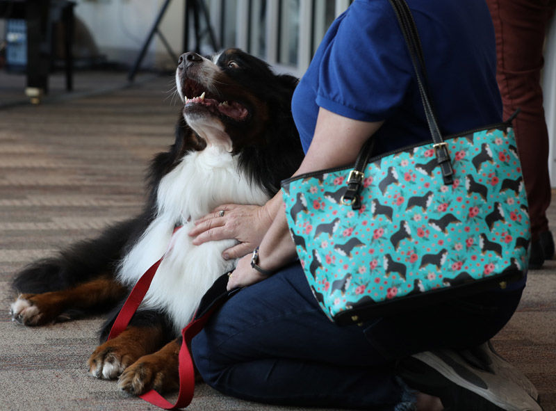 Blessing of the therapy dogs